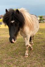 Lieve Shetlander, Dieren en Toebehoren, Pony's, Ruin, Niet van toepassing, Gechipt, 0 tot 2 jaar