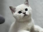 kittens Britse korthaar, Dieren en Toebehoren, Katten en Kittens | Raskatten | Korthaar, Meerdere dieren, Gechipt, 0 tot 2 jaar