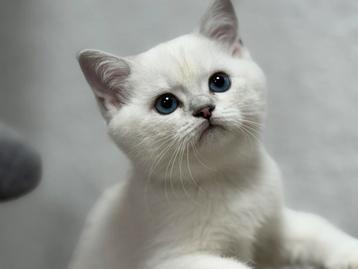 kittens Britse korthaar beschikbaar voor biedingen