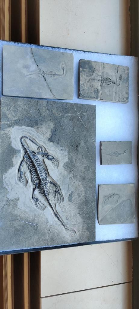 Keichousaurussen keichousaurus, Verzamelen, Mineralen en Fossielen, Fossiel, Ophalen of Verzenden