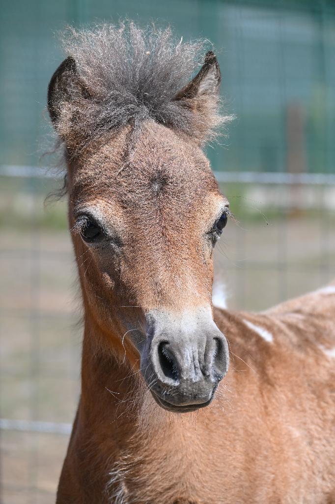 Amha/nmprs merrieveulen te koop, Animaux & Accessoires, Poneys, Jument, Ne s'applique pas, 0 à 2 ans, Avec pedigree, Avec puce électronique