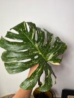 Monstera Thai Constellation 1 stek variegata, Huis en Inrichting, Ophalen of Verzenden