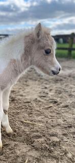 Amhr merrie veulentje., Dieren en Toebehoren, Pony's, Merrie, Gechipt