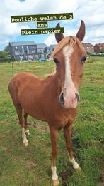 Poulain pouliche welsh pp, Dieren en Toebehoren, Pony's, Springpony, 0 tot 2 jaar, Onbeleerd, Meerdere dieren