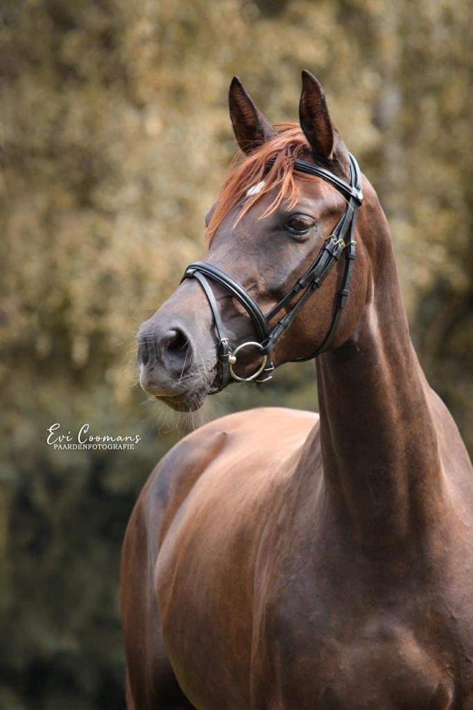 Wandelpaard/ fokmerrie, Dieren en Toebehoren, Paarden, Merrie, 160 tot 165 cm, 11 jaar of ouder, Recreatiepaard