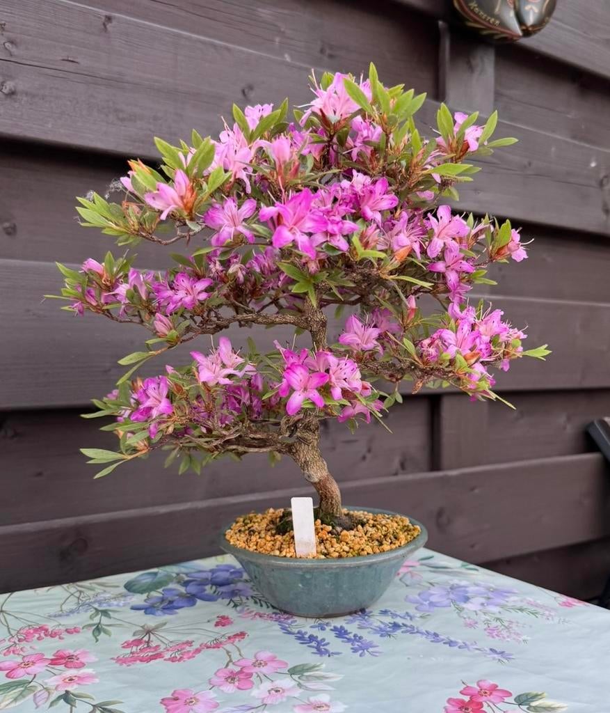Bonsai Azalea Miraiboshi - Tokoname pot, Ophalen of Verzenden