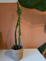 Euphorbia, Huis en Inrichting, Kamerplanten, Ophalen, Cactus