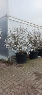 Magnolia stellata, Enlèvement