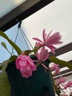 Epiphyllum blad.Duitse Keizerin. Stekken worden vers geknipt, Tuin en Terras, Planten | Bomen, Ophalen of Verzenden