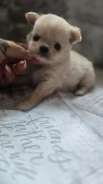 Prachtige creme langhaar chihuahua reutje, Dieren en Toebehoren, Parvo, België, Fokker | Hobbymatig, Reu