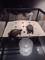 Twee schildpadden met bak., Animaux & Accessoires, Reptiles & Amphibiens