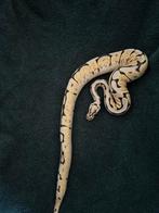 Ball python bumbelbee, Dieren en Toebehoren, Reptielen en Amfibieën, Slang, Tam, 0 tot 2 jaar