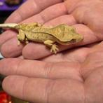 Wimpergekko beige groen/grijs van kleur, Dieren en Toebehoren, Reptielen en Amfibieën, Hagedis, 0 tot 2 jaar