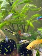 Baby Guppy guppies, Poisson, Poisson d'eau douce, Banc de poissons
