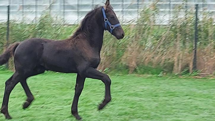 Luxe mooi ras typisch FRIES Hengstveulen, Dieren en Toebehoren, Paarden, Hengst