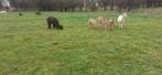 alpaca's, Dieren en Toebehoren, Meerdere dieren