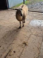 Schapen ooi, Dieren en Toebehoren, Vrouwelijk, Schaap, 0 tot 2 jaar
