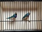 Blauwe Gouldamadines, Dieren en Toebehoren, Mannelijk, Tropenvogel, Geringd