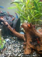 Rode garnalen, Dieren en Toebehoren, Vissen | Aquariumvissen, Kreeft, Krab of Garnaal, Zoetwatervis