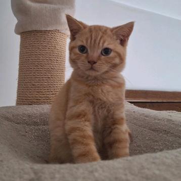Archie - brits korthaar- red tabby- mag het nest al verlaten beschikbaar voor biedingen