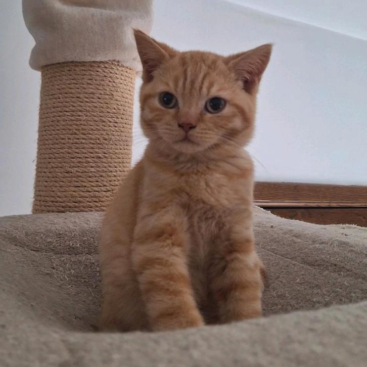 Archie - brits korthaar- red tabby- mag het nest al verlaten, Dieren en Toebehoren, Katten en Kittens | Overige Katten, Kortharig