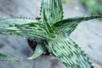 Aloe somaliensis - Somalië, Huis en Inrichting, Kamerplanten, Ophalen, Vetplant, Minder dan 100 cm, Bloeiende kamerplant