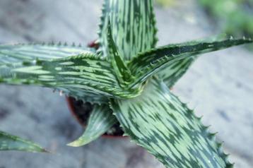 Aloe somaliensis - Somalie disponible aux enchères