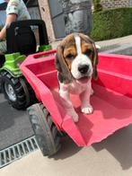 Lieve beagle pups, Dieren en Toebehoren, België, Beagle, 8 tot 15 weken, Meerdere