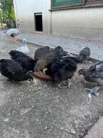 Kuikens marans, Dieren en Toebehoren, Pluimvee, Meerdere dieren, Kip