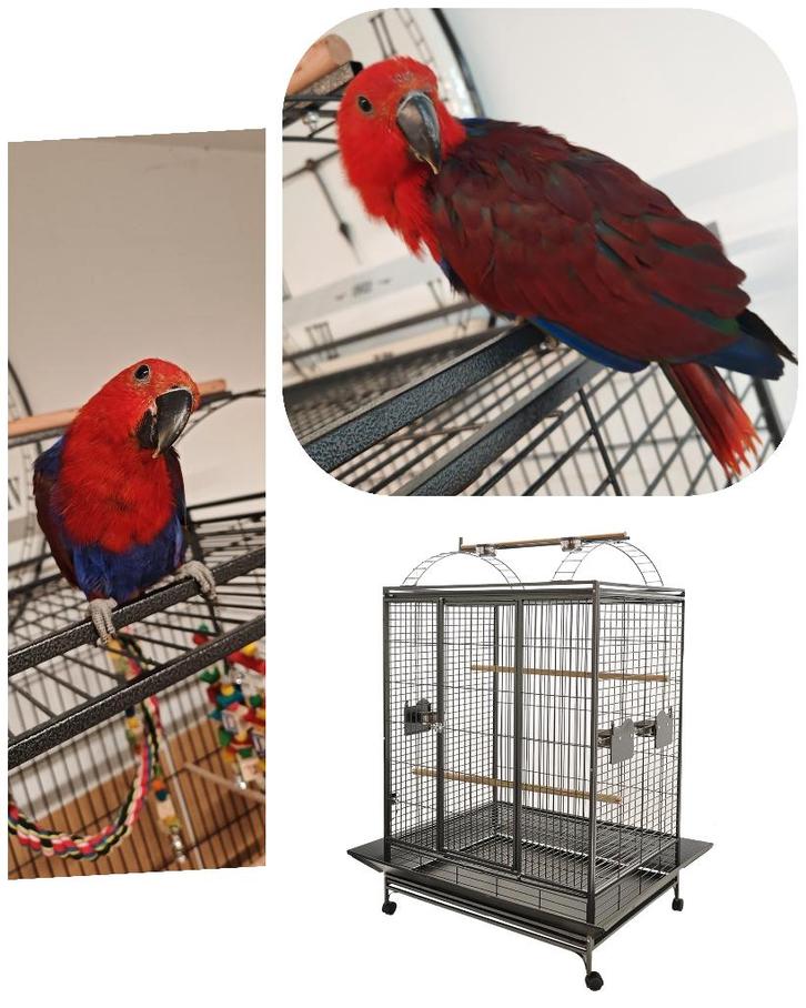 Cage perroquet, Dieren en Toebehoren, Vogels | Hokken en Kooien, Nieuw, Vogelkooi, Ophalen