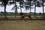 8 jarige merrie van Glocks Toto JR., Dieren en Toebehoren, Paarden, Merrie, Met stamboom, L, 7 tot 10 jaar