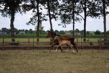 8 jarige merrie van Glocks Toto JR.  beschikbaar voor biedingen