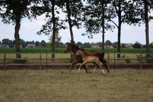 8 jarige merrie van Glocks Toto JR., Dieren en Toebehoren, Paarden, Merrie, L, 160 tot 165 cm, 7 tot 10 jaar, Recreatiepaard, Met stamboom