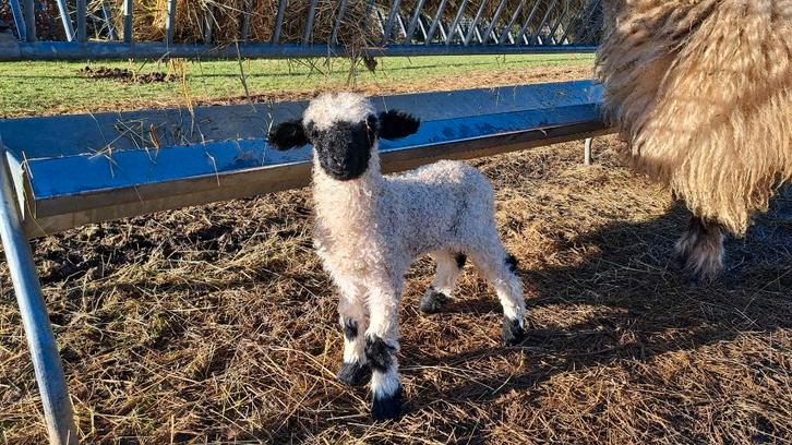 Agneau nez noir du Valais, Dieren en Toebehoren, Schapen, Geiten en Varkens, Schaap, Mannelijk, 0 tot 2 jaar
