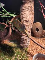 Kameleon, Dieren en Toebehoren, 0 tot 2 jaar, Met terrarium, Amfibie