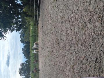 Gezocht weide voor 4/5 paarden beschikbaar voor biedingen