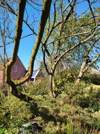 Bois de chauffage, Tuin en Terras, Minder dan 3 m³, Ophalen, Overige houtsoorten, Stammen