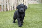 Prachtige Zwarte Labrador pups, België, CDV (hondenziekte), 8 tot 15 weken, Labrador retriever
