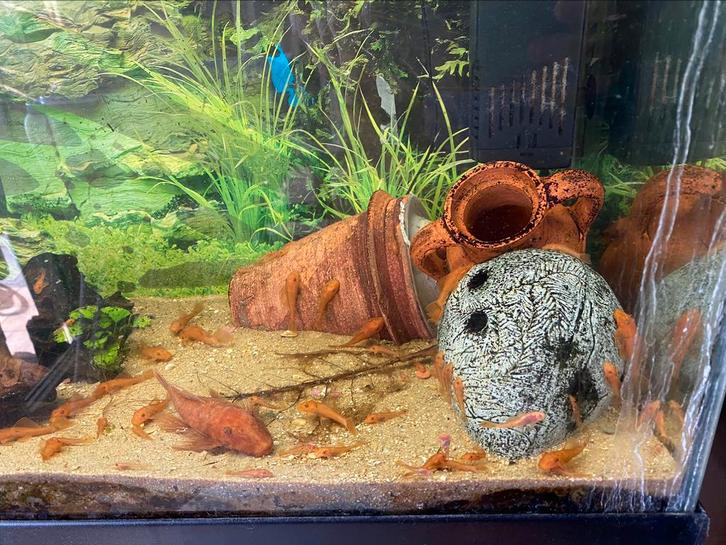 Fire red ancistrussen nu 4cm. Ongeveer 3 voor 20€, Animaux & Accessoires, Poissons | Poissons d'aquarium, Poisson d'eau douce