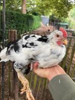 Bonte leghorn haantjes, Dieren en Toebehoren, Pluimvee