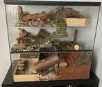 Terrarium voor gerbil 60x40x60 – Hamsterscaping, Dieren en Toebehoren, Minder dan 60 cm, Ophalen of Verzenden, Hok, Minder dan 75 cm