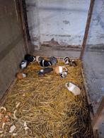 cavia's, Domestique, Septembre, Plusieurs animaux, Cobaye