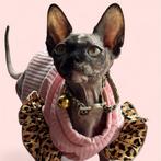 Prachtig sphynx meisje met stamboom.💕💕, Dieren en Toebehoren, Katten en Kittens | Raskatten | Korthaar, Poes, Gechipt, 0 tot 2 jaar