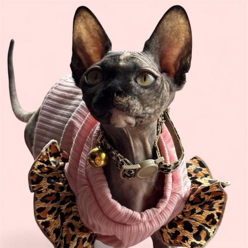 Prachtig sphynx meisje met stamboom.💕💕, Dieren en Toebehoren, Katten en Kittens | Raskatten | Korthaar, Poes, 0 tot 2 jaar, Met stamboom