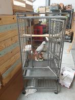te koop papegaaienkooi, Dieren en Toebehoren, Vogels | Hokken en Kooien, Ophalen, Zo goed als nieuw