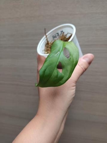 Monstera esqueleto  beschikbaar voor biedingen
