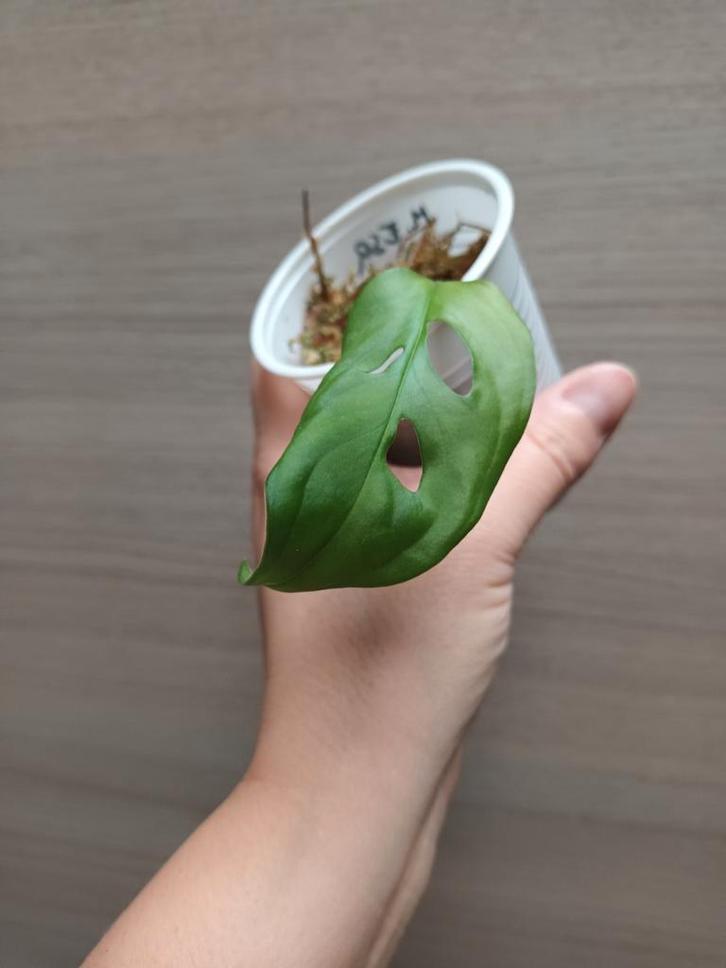 Monstera esqueleto, Huis en Inrichting, Kamerplanten, Ophalen of Verzenden