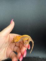 Pinstripe harlequin dal spots wimpergekko, Dieren en Toebehoren