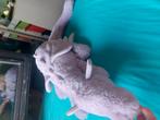 Jellycat draak, Ophalen, Nieuw