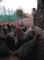 Broedeieren Mechelse koekoek, Dieren en Toebehoren